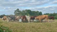This Week in Farming: Bluetongue, drought and a retro refit