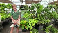 Pike Nurseries: Gardening 101