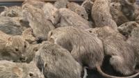 New York woman arrested after nearly 1,000 neglected rats found in home with child