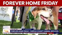 Forever Home Friday in Vienna