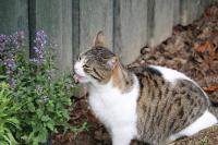 Catnip does more than thrill cats; it can help cucumbers fend off beetles and aphids