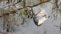 Missouri heat leaves invasive carp dead on the Mississippi, officials say it 'isn't a bad thing'
