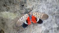 Pennsylvania senators unite on lanternfly bill as pest ravages grapes, apples, and peaches