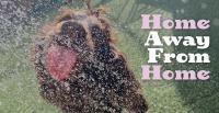 Dog Daycare, Boarding Facilities Are Labor Of Love For All Involved