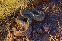 Arizona woman bitten by rattlesnake marks the area's second bite this year