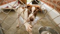 Los Angeles shelter euthanasia rises 33% as rescuers warn prevention is falling short