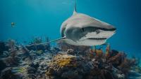 On 40th anniversary trip, Connecticut man suffers shark bite in the Bahamas, needs 30 stitches