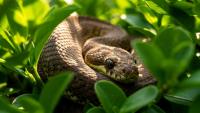 A new report names each state's deadliest animal, and snakes dominate