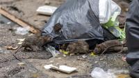Chicago's rat problem won't improve if City Hall keeps relying on 311, watchdog says