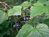Consider black currants; Tomato tutorial