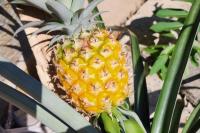 Michigan gardener spent 4 winters sheltering a pineapple, and the payoff was 'unbelievably sweet'