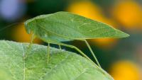 In New York's Hudson Valley, that loud August buzz isn't crickets, but katydids that bite