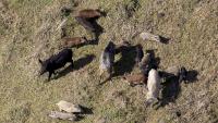 Texas neighborhoods face rising feral hog damage as the animals learn to dodge traps
