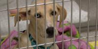 Michigan governor signs law creating animal welfare fundraising license plate