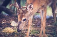 Minnesota Confirms First Chronic Wasting Disease Case in Washington County, 30 Miles from Nearest Detections