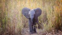 In Kenya, elephant Serenget returns to herd after surviving bullet wound