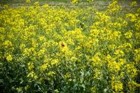 How Winter Canola Could Profit Illinois Farmers, Improve Sustainability
