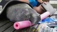 Florida's ZooTampa uses acupuncture in animal therapies