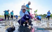 TNB Nears 40,000-mangrove Sapling Target Under My Brighter Green Initiative 2026