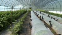 'A broken food system': Local farm emphasizes food safety amid Cyclospora outbreak