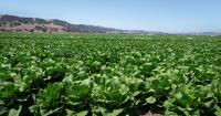 Local farmers face consumer woes, Santa Cruz homelessness census released