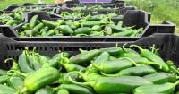 Food recalls are growing from lettuce to jalapeños to berries