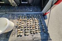 Multiple individuals fined $18K for illegal shellfish harvesting on Vancouver Island