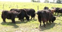 Local farm in Oxford showcases yaks