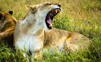 2035 — If the Lions Do Not Set the Savanna on Fire