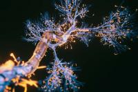 Research Tip Sheet: New Findings on Parkinson's, IBS, Cancer