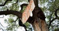 Protesters occupy Lochiel cottonwood in defiance of border wall environmental waivers