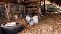 Security camera shows black bear slipping into Missouri chicken coop