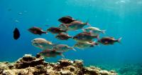 Should the Environment Be Cared for More? Yes, and Here's Why