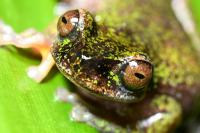 Nocturnal 'coffee frog' discovered in Costa Rica