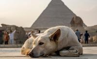 Cairo’s Street Dogs Aren’t Going Anywhere. Here is Egypt’s New Plan.