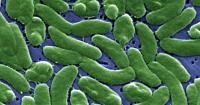 Flesh-eating bacteria in Florida: Second person dies from Vibrio vulnificus