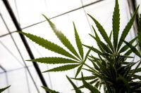 Is hemp a thirsty crop?