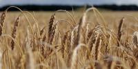 Kansas is set to have one of the lowest winter wheat harvests in decades