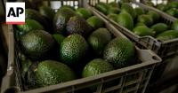 Mexico avocado exports to the US have once again been stopped