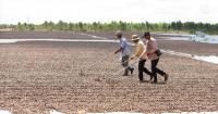 Australia Boosts Cambodia’s Cashew Processing Potential