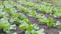 Rhode Island farmers see more demand for locally-grown produce amid Cyclospora outbreak