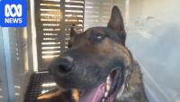 Dogs to be euthanased after man's death in suspected attack