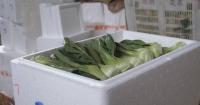 China-Laos railway transportation plays key role in cold chain vegetable exports