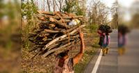 India’s fuelwood transition: From forests to forex savings