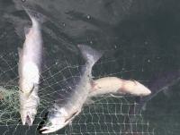 Pink salmon show up late in Southeast Alaska