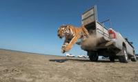 The Tiger Returns to Kazakhstan in First-in-the-World Rewilding Project a Decade in the Making