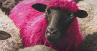 Award-winning film about shepherd is screening in Devizes