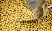 Exclusive: Brazilian soybean industry expects historically high export volumes to China: association