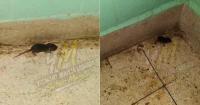 Rats in the Perinatology room and lunch after 5:00 PM at the Juan Bruno Zayas Hospital in Santiago de Cuba