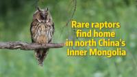 Rare raptors find a home in Inner Mongolia's restored wetlands